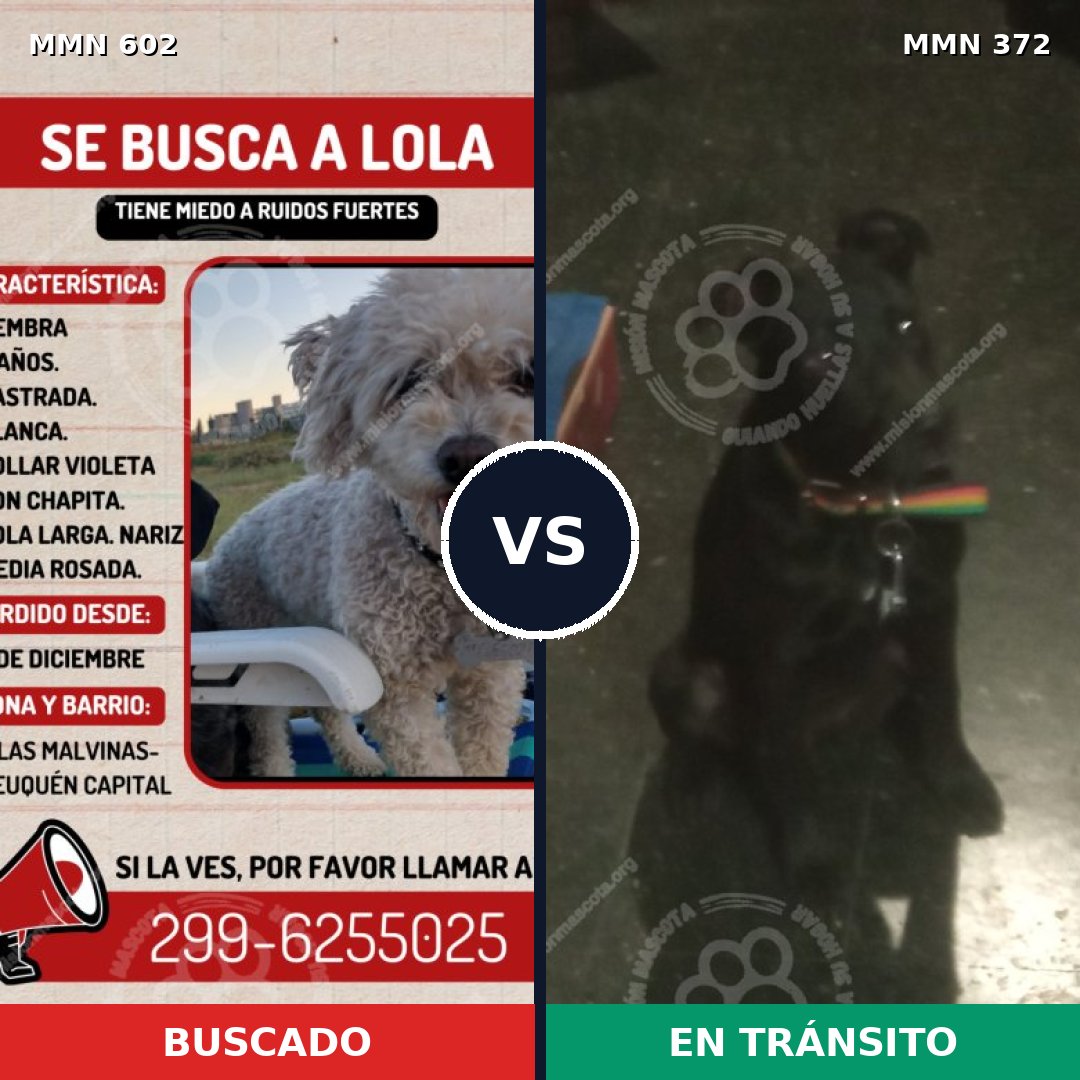 Comparativa MMS 13131: mascota perdida y mascota encontrada, 21% de similitud