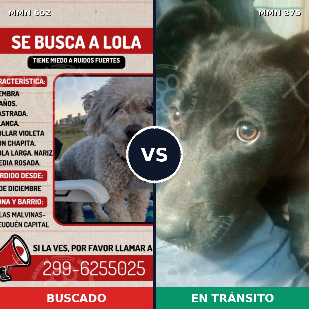 Comparativa MMS 13132: mascota perdida y mascota encontrada, 15% de similitud