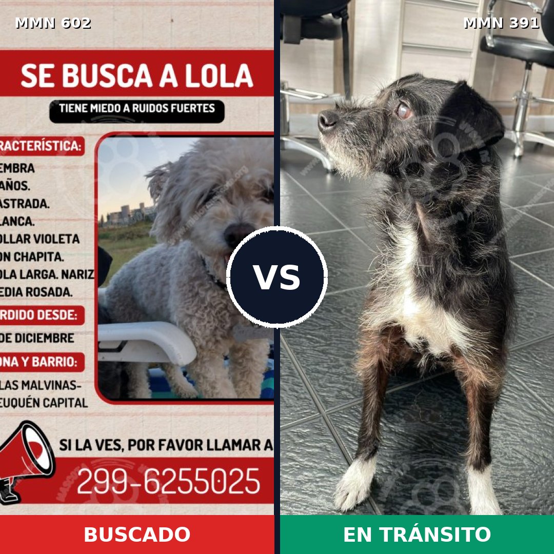 Comparativa MMS 13134: mascota perdida y mascota encontrada, 23% de similitud