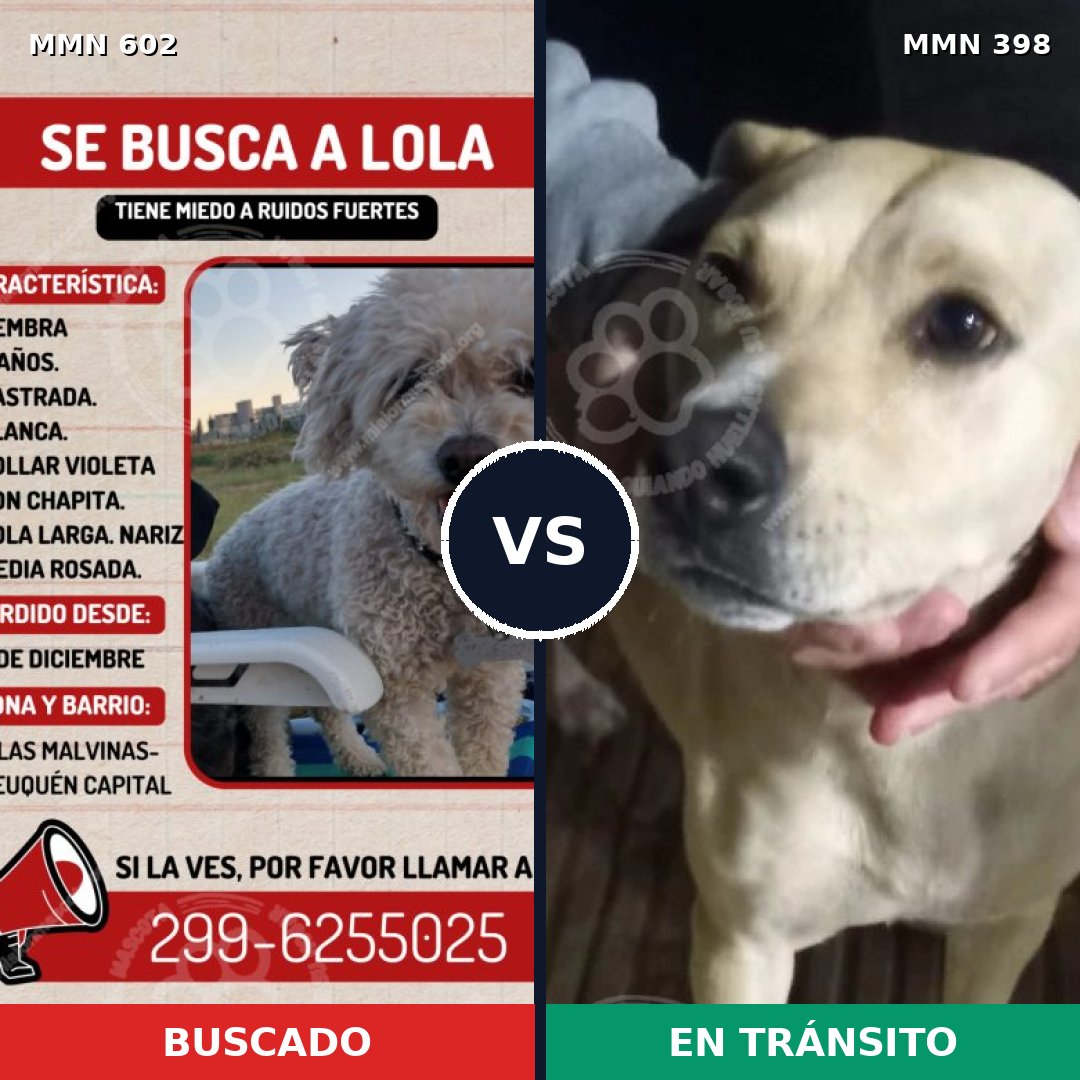 Comparativa MMS 13135: mascota perdida y mascota encontrada, 15% de similitud