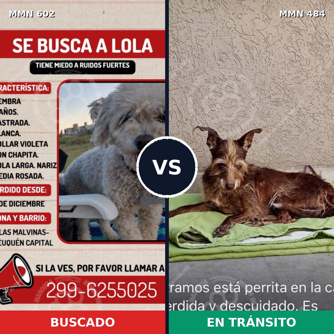 Comparativa MMS 13137: mascota perdida y mascota encontrada, 31% de similitud