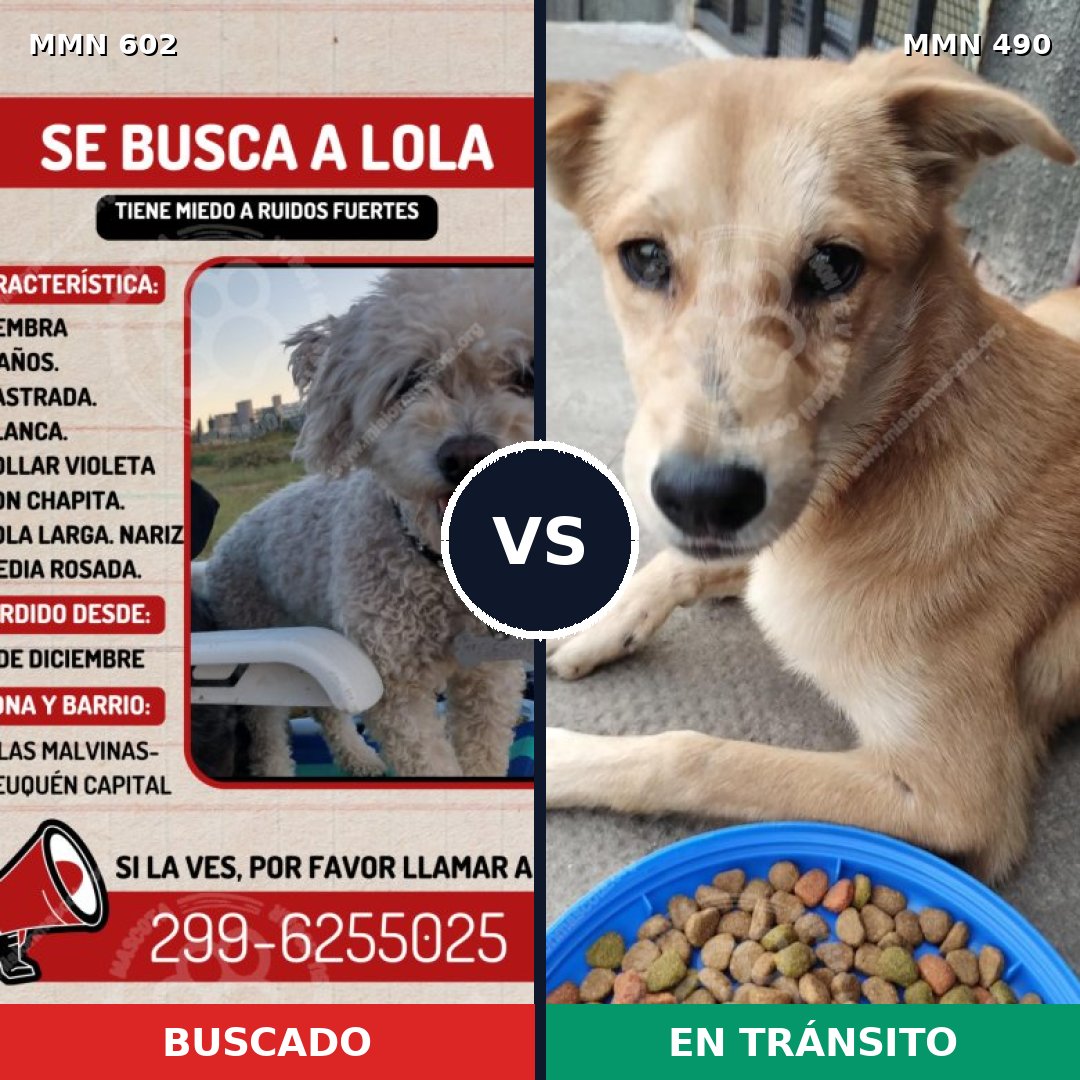Comparativa MMS 13139: mascota perdida y mascota encontrada, 25% de similitud