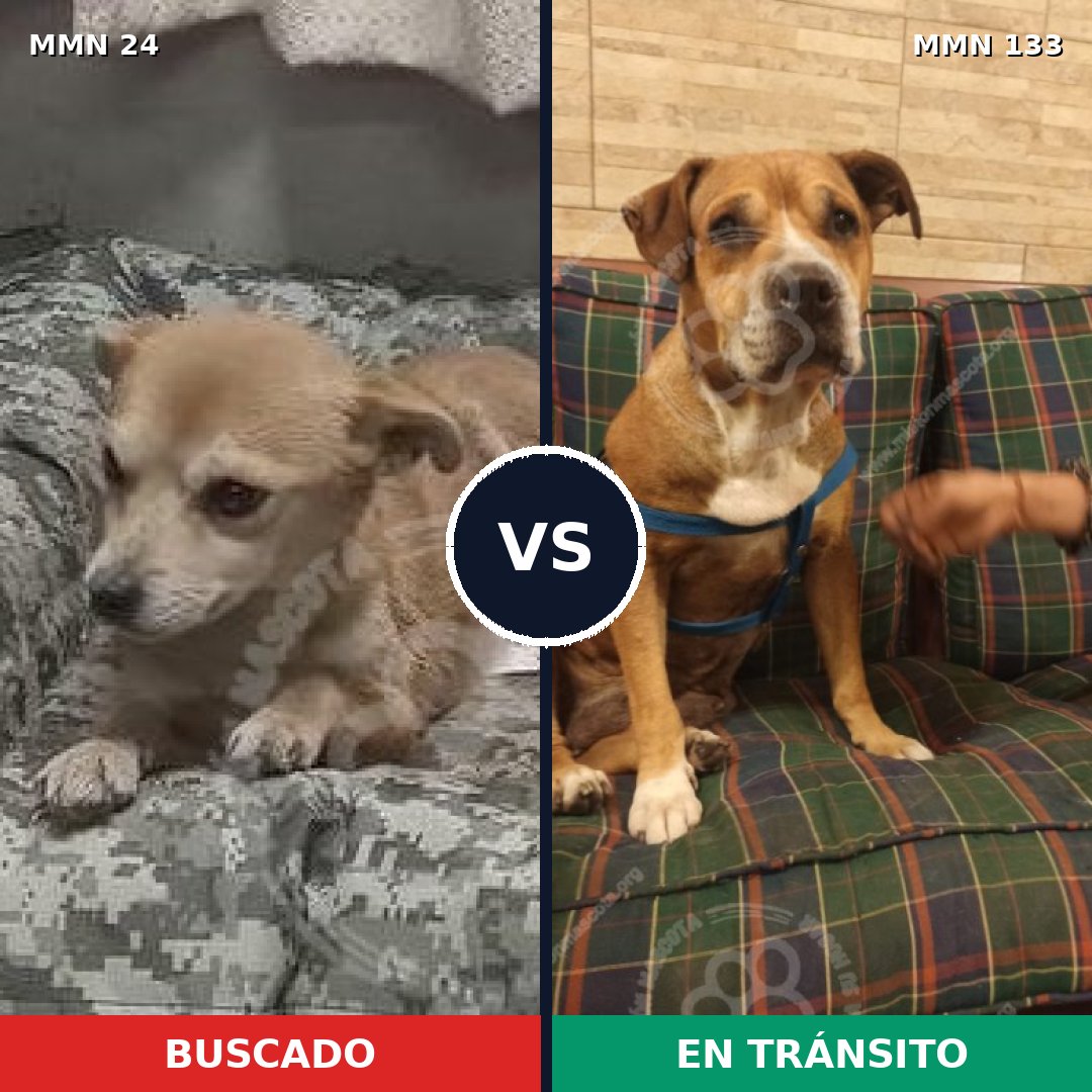Comparativa MMS 1314: mascota perdida y mascota encontrada, 69% de similitud