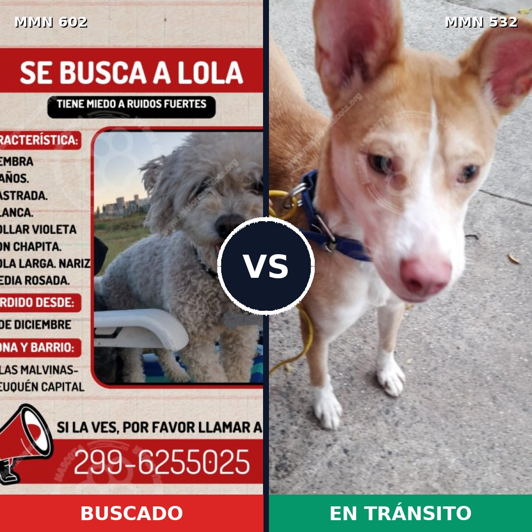Comparativa MMS 13140: mascota perdida y mascota encontrada, 14% de similitud