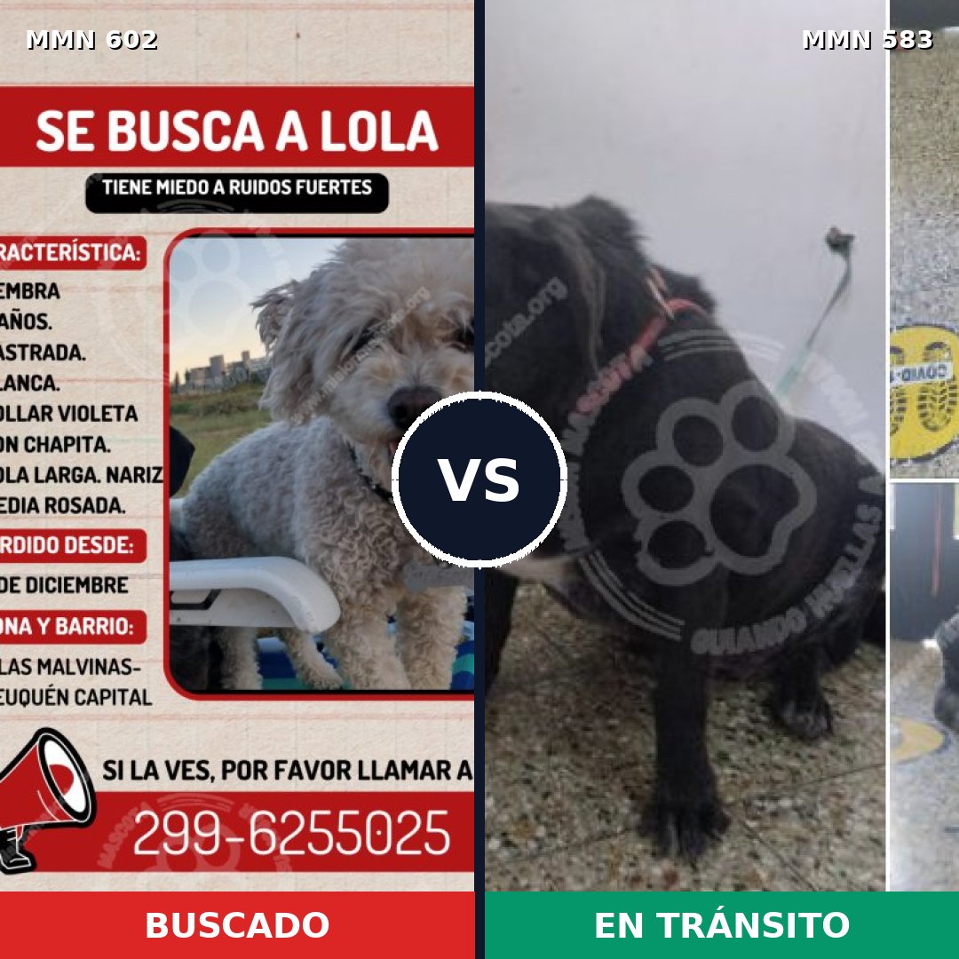 Comparativa MMS 13141: mascota perdida y mascota encontrada, 23% de similitud