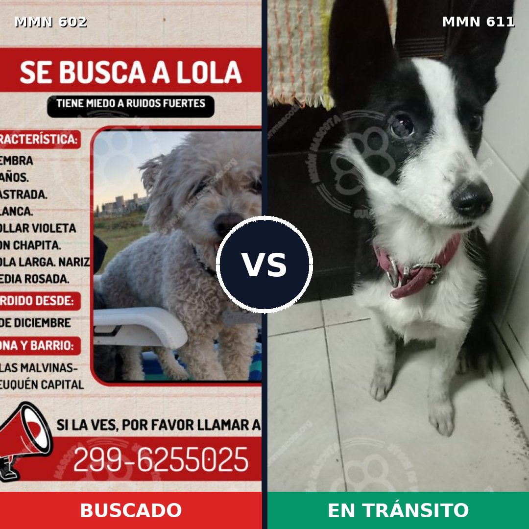 Comparativa MMS 13143: mascota perdida y mascota encontrada, 23% de similitud