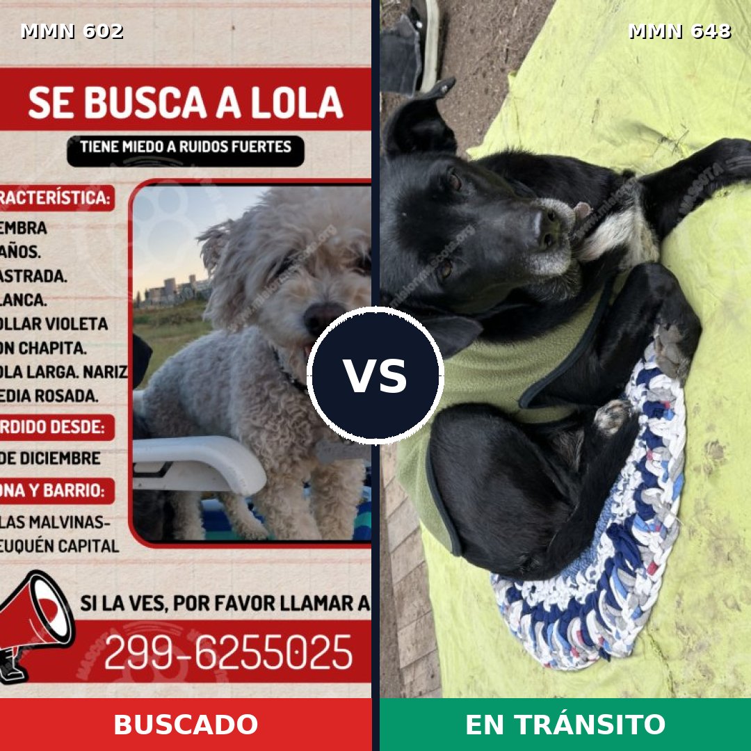 Comparativa MMS 13145: mascota perdida y mascota encontrada, 23% de similitud