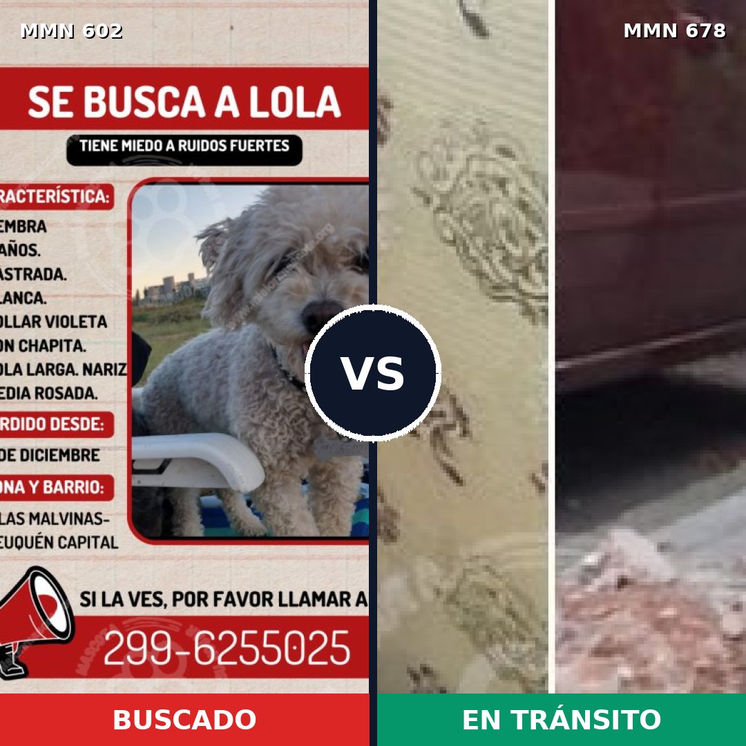 Comparativa MMS 13146: mascota perdida y mascota encontrada, 15% de similitud