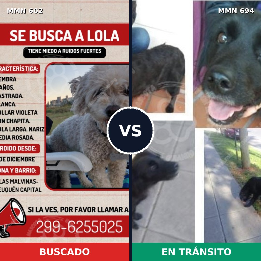 Comparativa MMS 13147: mascota perdida y mascota encontrada, 16% de similitud