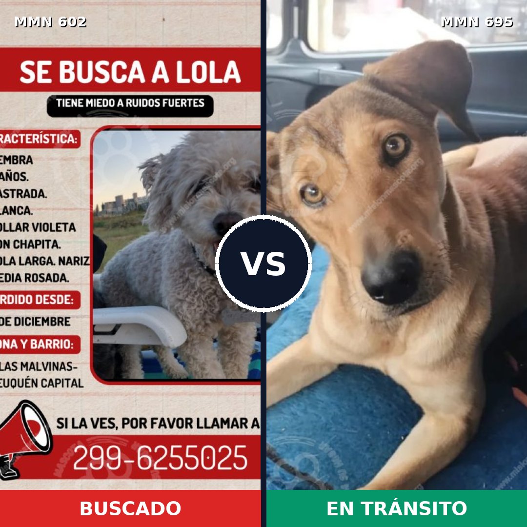 Comparativa MMS 13148: mascota perdida y mascota encontrada, 13% de similitud
