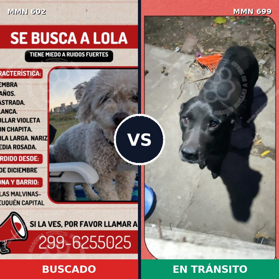 Comparativa MMS 13149: mascota perdida y mascota encontrada, 16% de similitud
