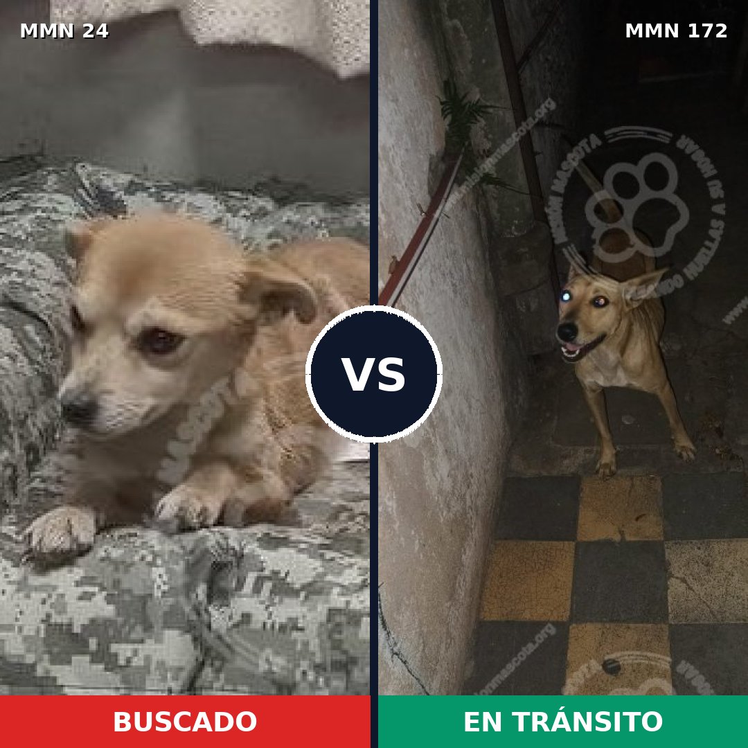 Comparativa MMS 1315: mascota perdida y mascota encontrada, 68% de similitud