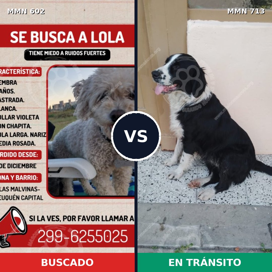 Comparativa MMS 13150: mascota perdida y mascota encontrada, 23% de similitud