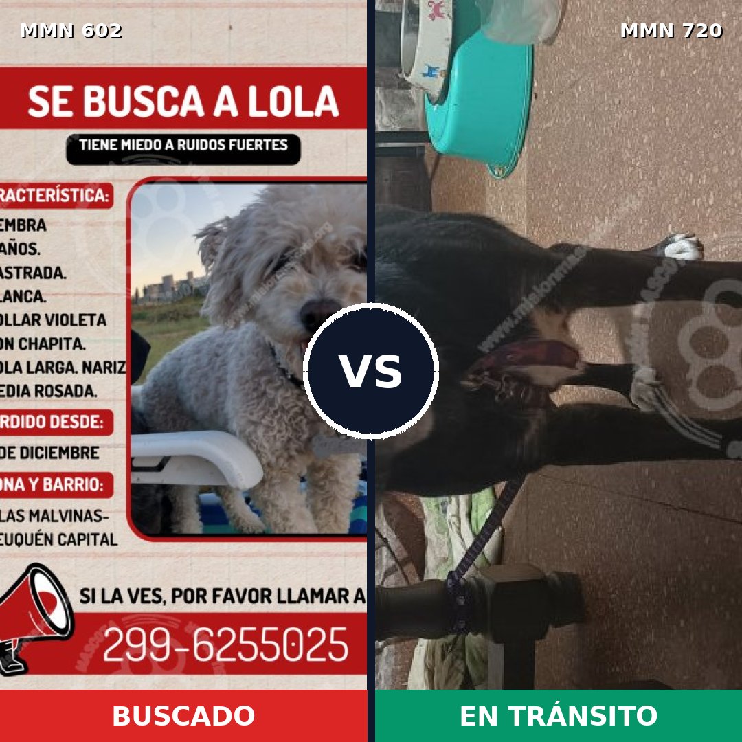 Comparativa MMS 13151: mascota perdida y mascota encontrada, 23% de similitud