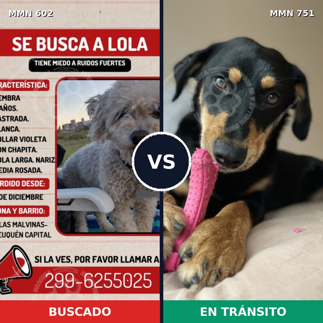 Comparativa MMS 13152: mascota perdida y mascota encontrada, 16% de similitud