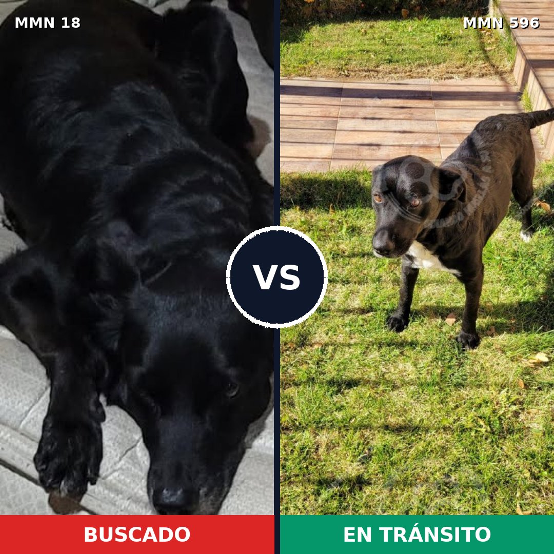 Comparativa MMS 13153: mascota perdida y mascota encontrada, 61% de similitud