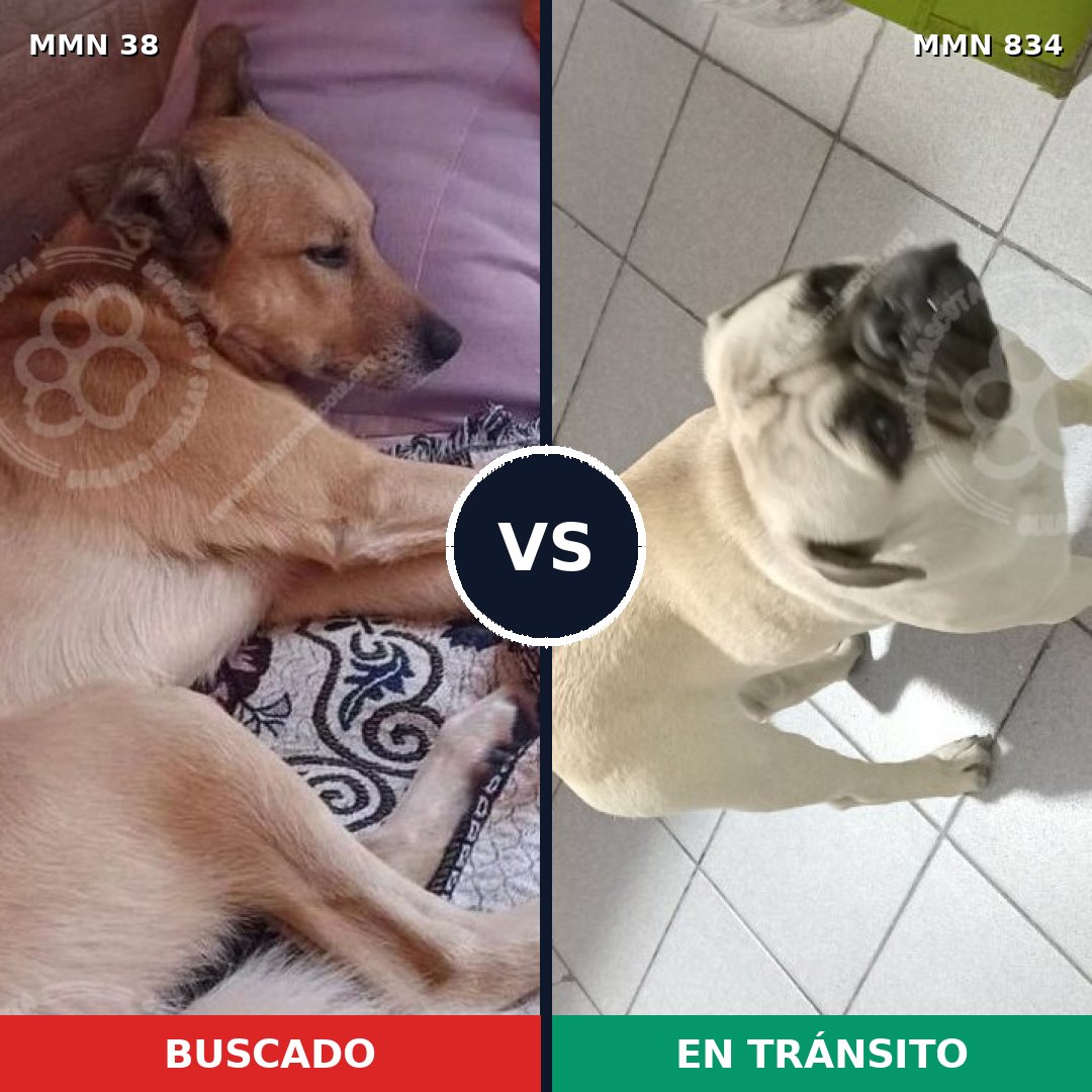 Comparativa MMS 13154: mascota perdida y mascota encontrada, 34% de similitud