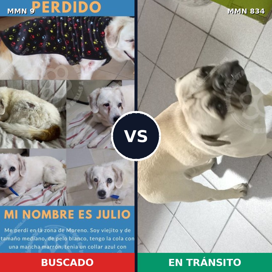 Comparativa MMS 13155: mascota perdida y mascota encontrada, 25% de similitud