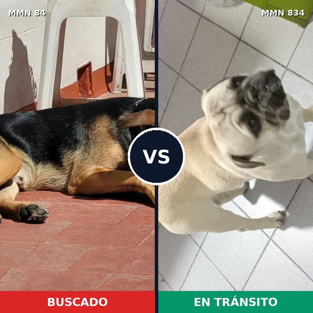 Comparativa MMS 13158: mascota perdida y mascota encontrada, 13% de similitud