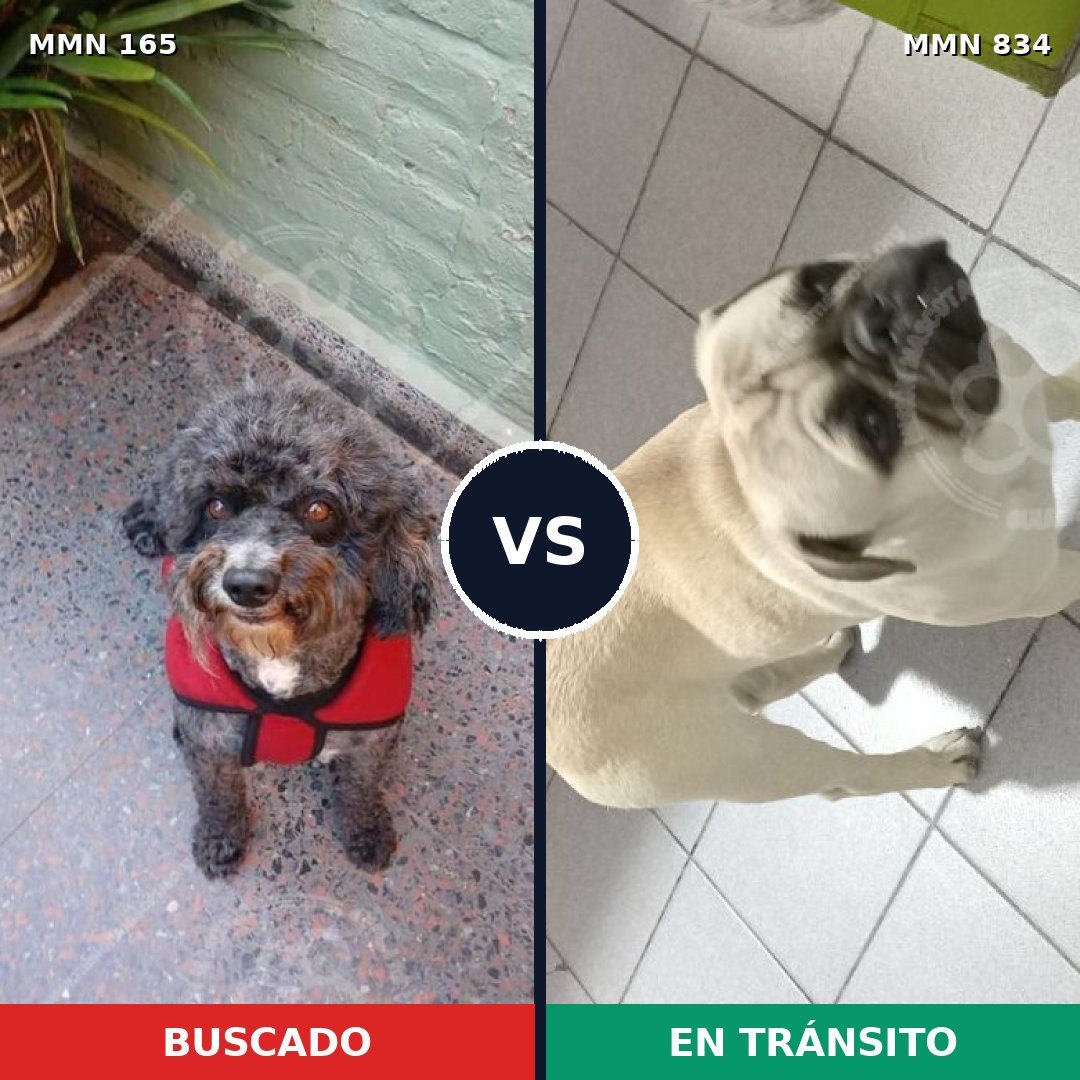 Comparativa MMS 13159: mascota perdida y mascota encontrada, 63% de similitud