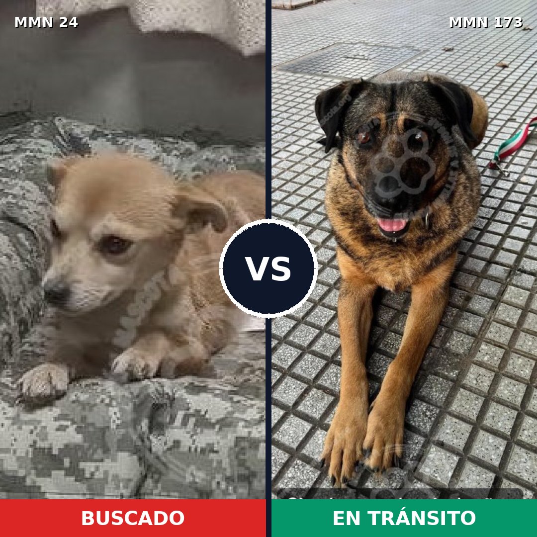 Comparativa MMS 1316: mascota perdida y mascota encontrada, 50% de similitud