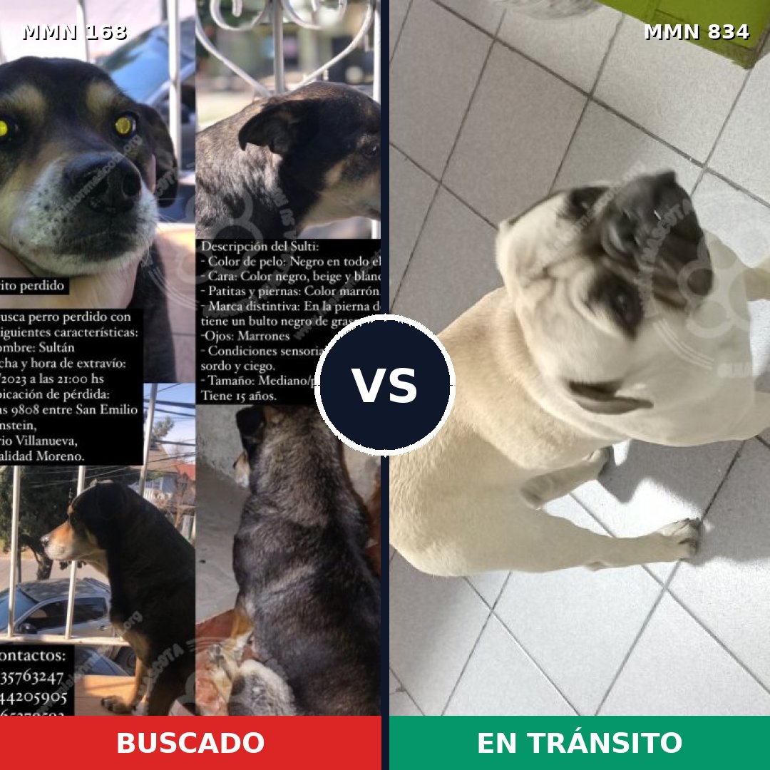 Comparativa MMS 13162: mascota perdida y mascota encontrada, 34% de similitud
