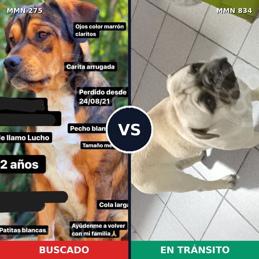 Comparativa MMS 13164: mascota perdida y mascota encontrada, 15% de similitud