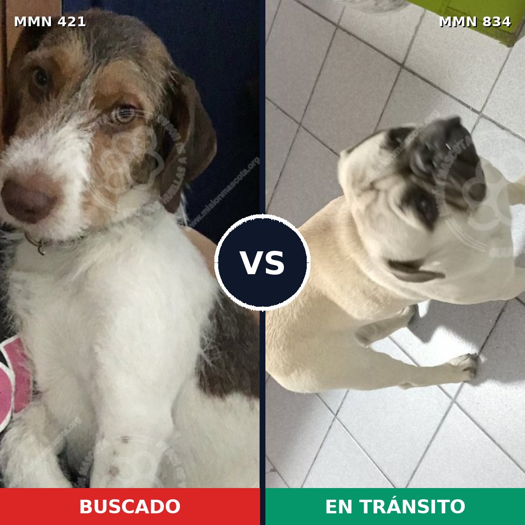 Comparativa MMS 13166: mascota perdida y mascota encontrada, 29% de similitud