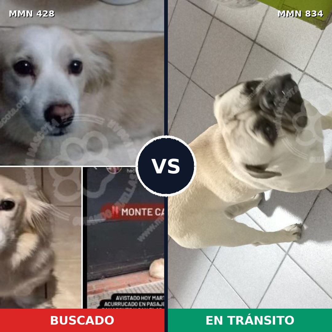 Comparativa MMS 13167: mascota perdida y mascota encontrada, 36% de similitud