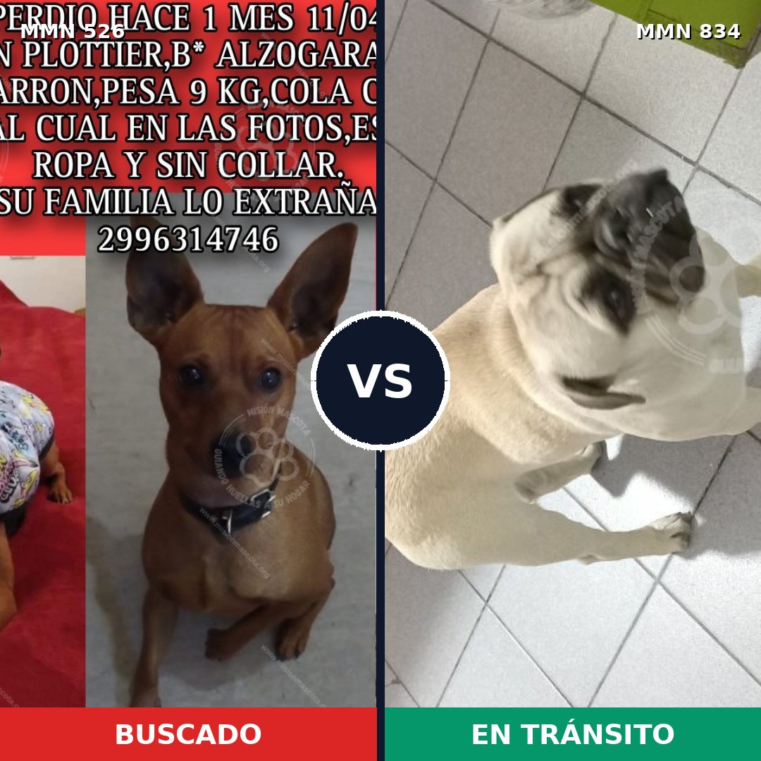 Comparativa MMS 13169: mascota perdida y mascota encontrada, 51% de similitud