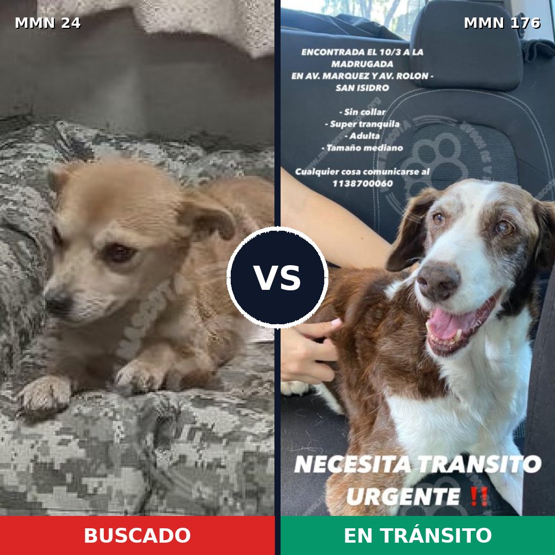 Comparativa MMS 1317: mascota perdida y mascota encontrada, 63% de similitud
