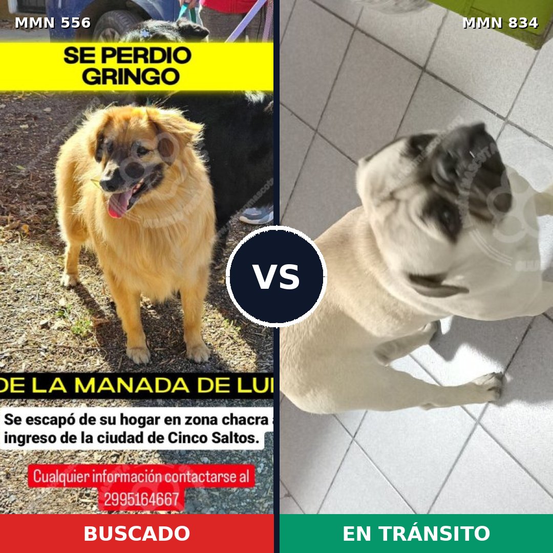 Comparativa MMS 13170: mascota perdida y mascota encontrada, 35% de similitud