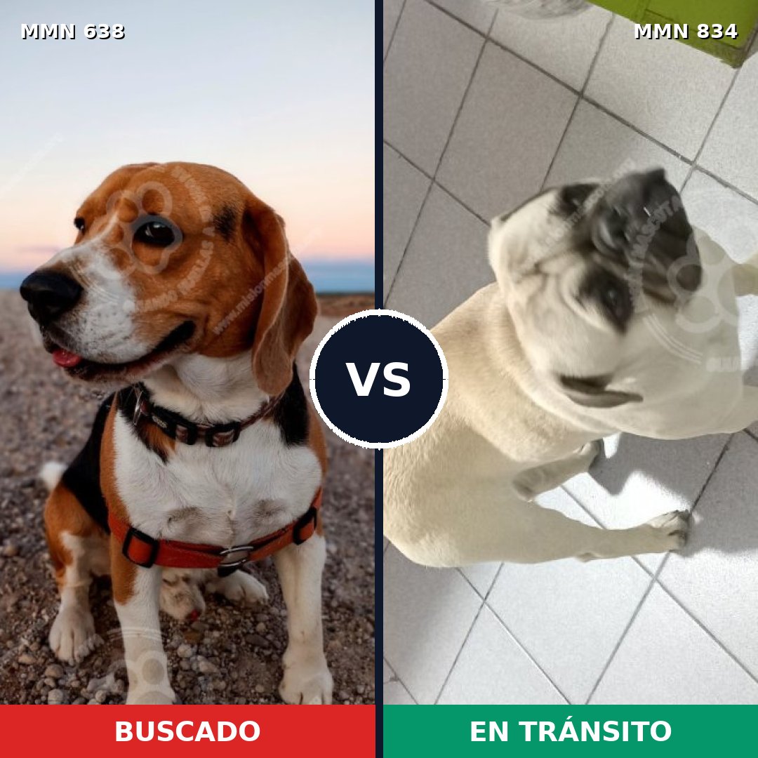 Comparativa MMS 13171: mascota perdida y mascota encontrada, 45% de similitud