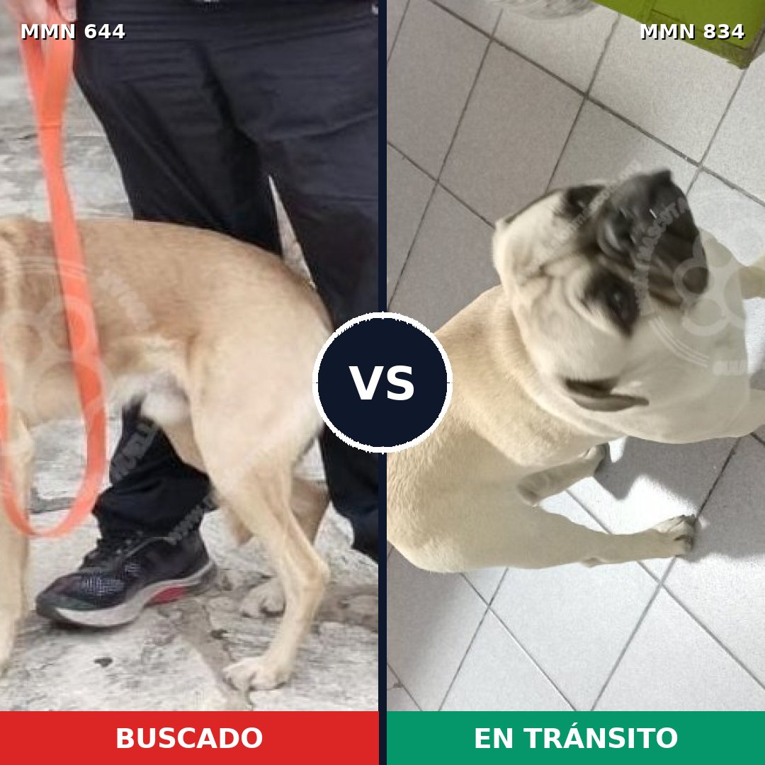 Comparativa MMS 13172: mascota perdida y mascota encontrada, 42% de similitud