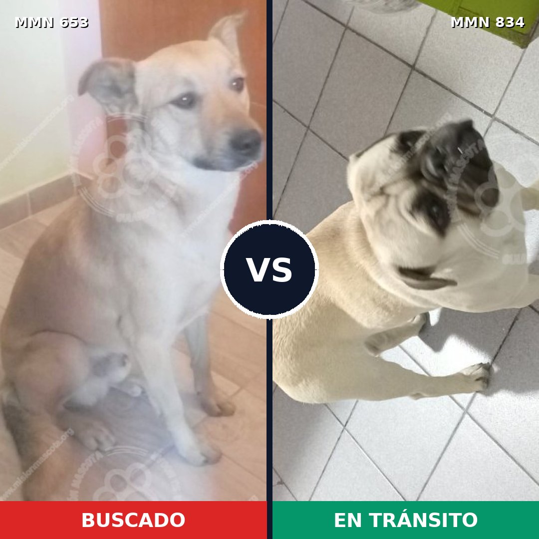 Comparativa MMS 13173: mascota perdida y mascota encontrada, 38% de similitud