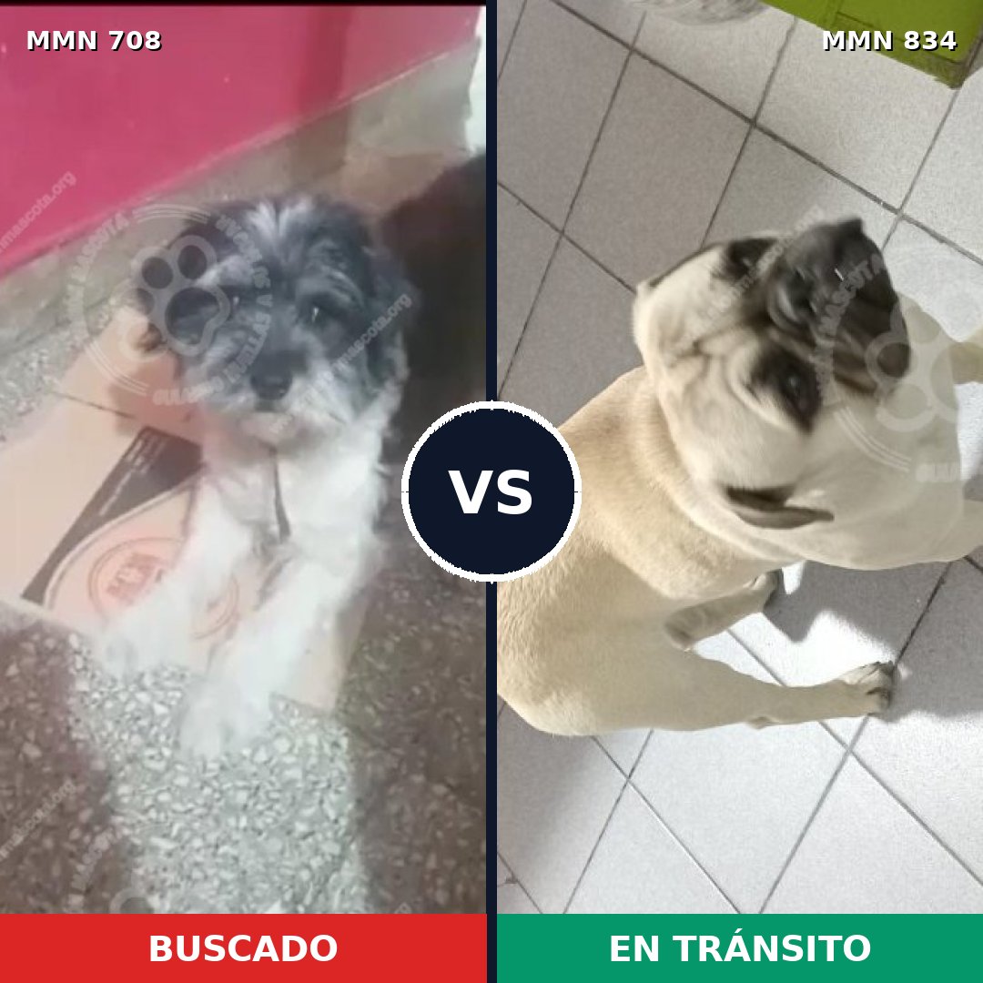 Comparativa MMS 13174: mascota perdida y mascota encontrada, 48% de similitud