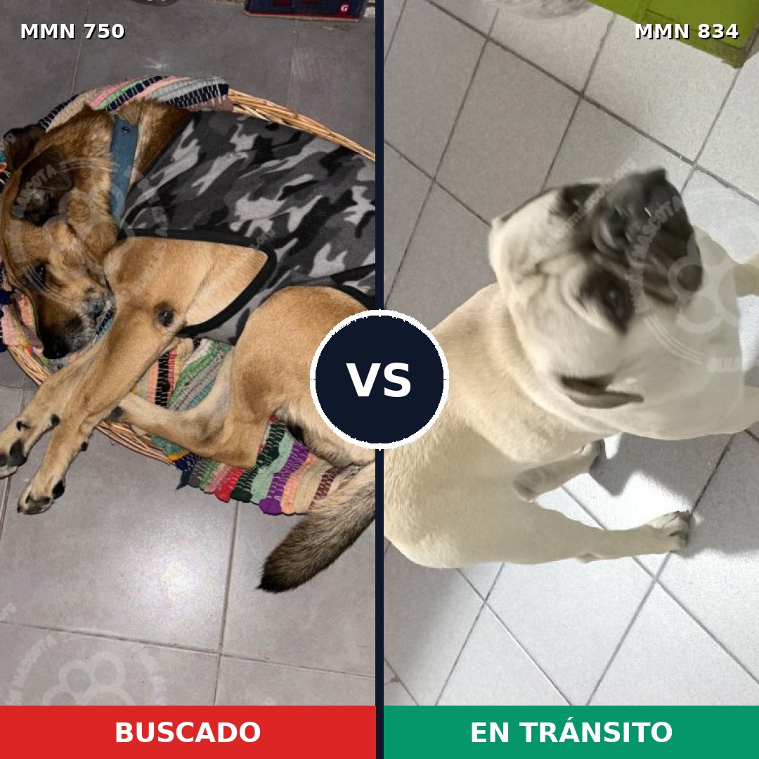 Comparativa MMS 13175: mascota perdida y mascota encontrada, 36% de similitud