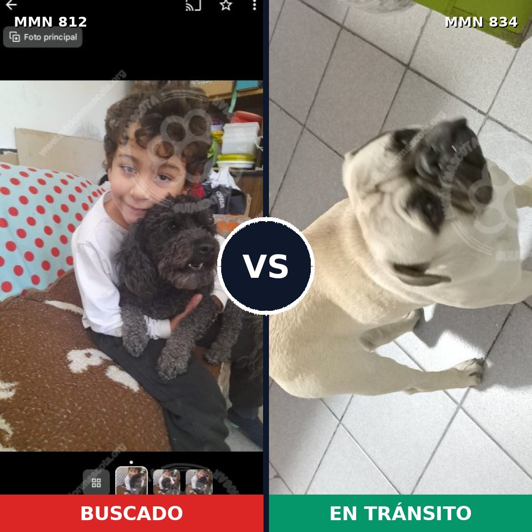 Comparativa MMS 13179: mascota perdida y mascota encontrada, 54% de similitud