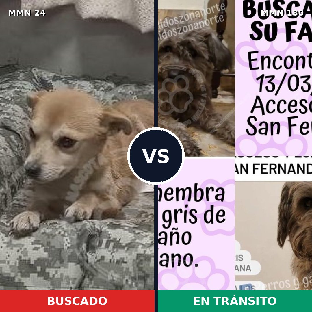 Comparativa MMS 1318: mascota perdida y mascota encontrada, 63% de similitud