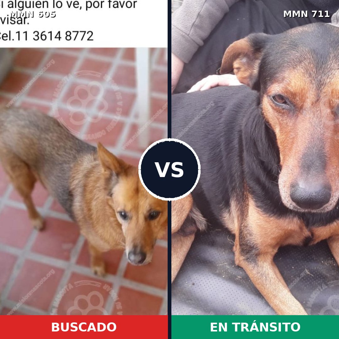 Comparativa MMS 13180: mascota perdida y mascota encontrada, 48% de similitud