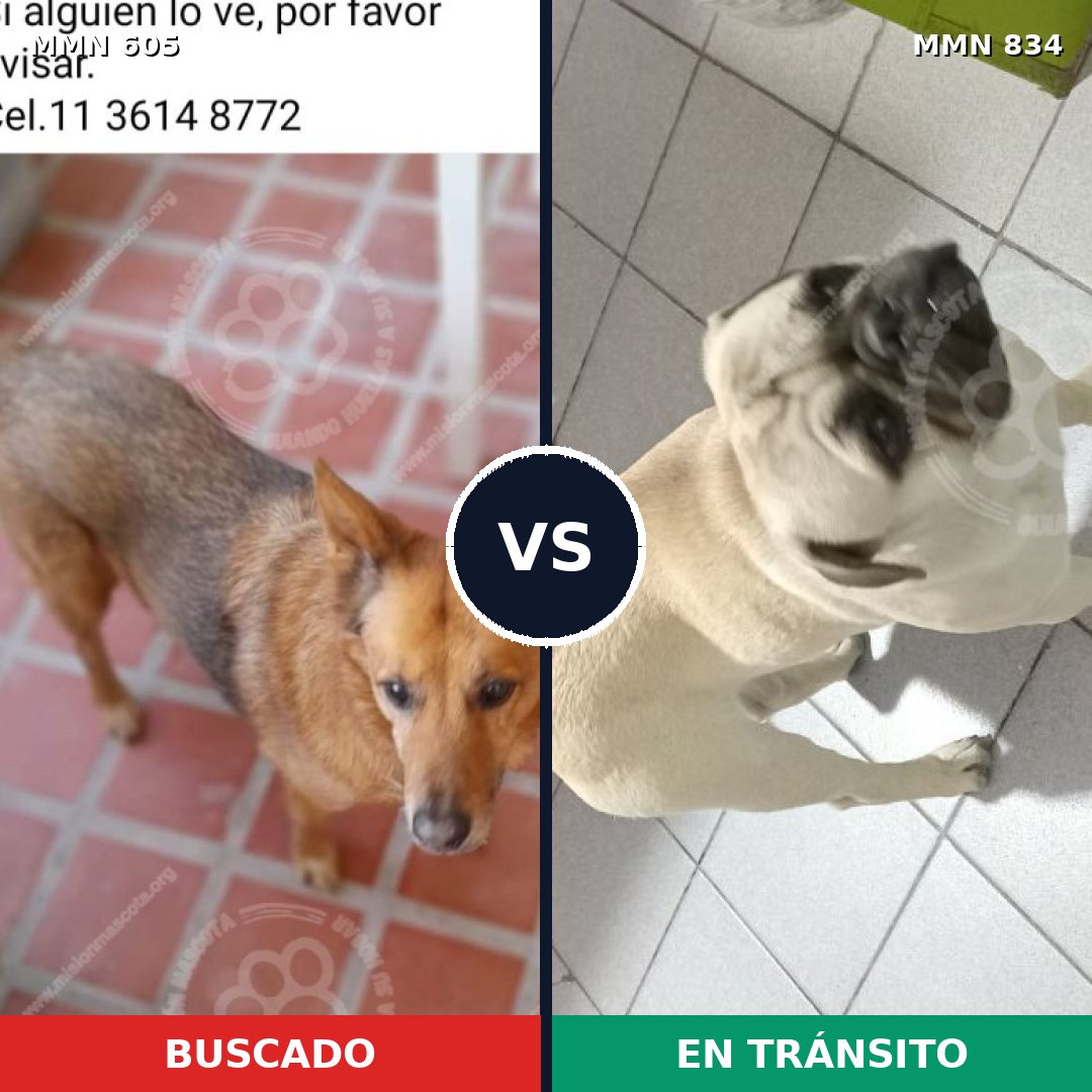 Comparativa MMS 13181: mascota perdida y mascota encontrada, 41% de similitud