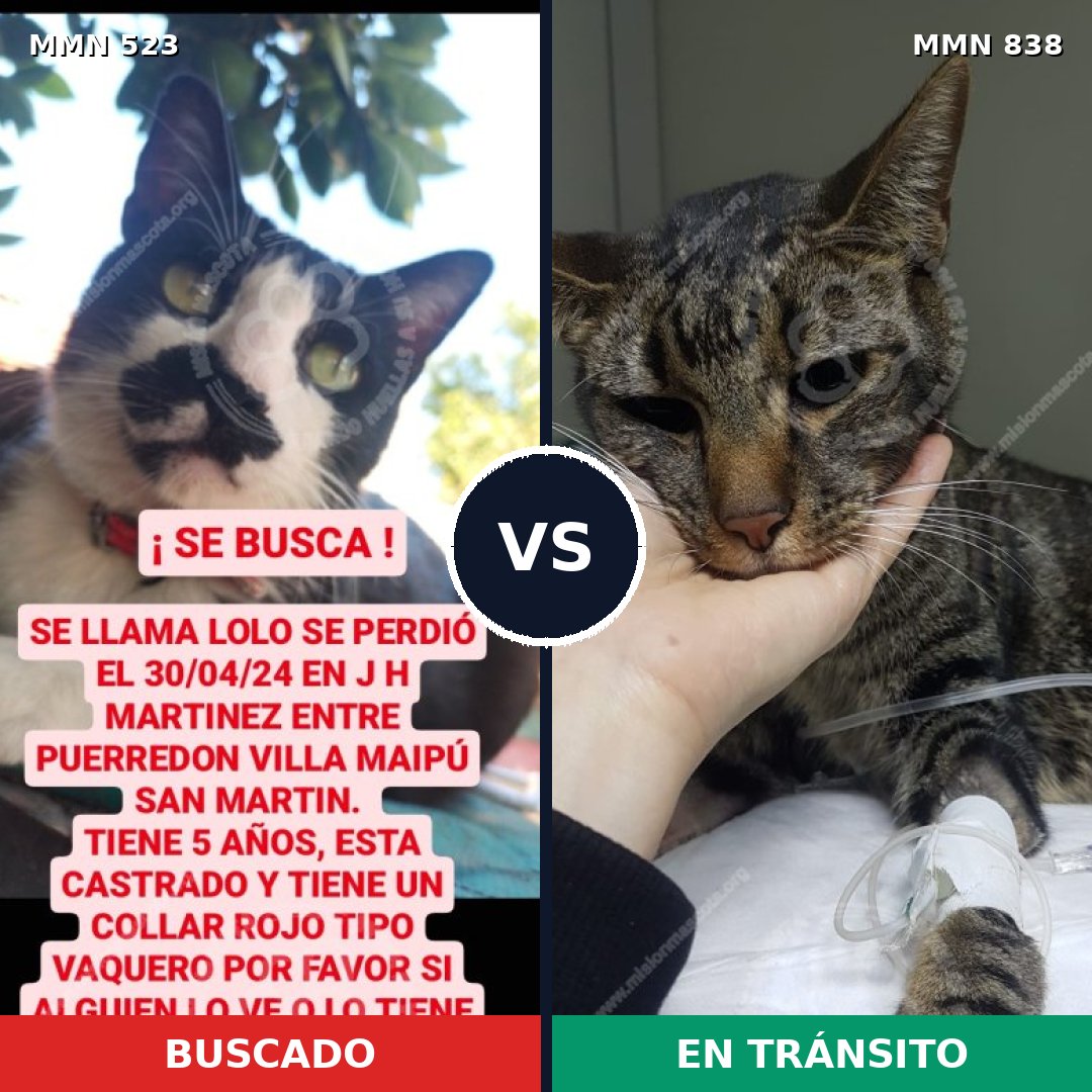Comparativa MMS 13184: mascota perdida y mascota encontrada, 47% de similitud