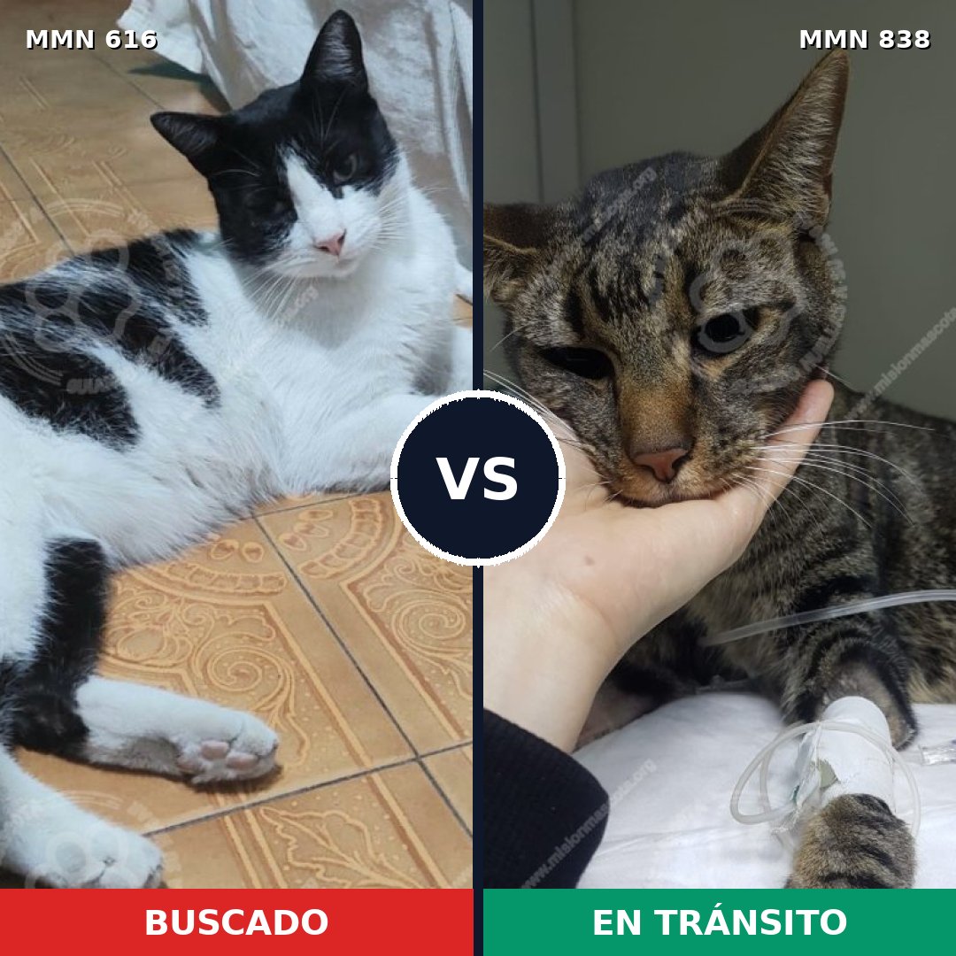 Comparativa MMS 13186: mascota perdida y mascota encontrada, 66% de similitud