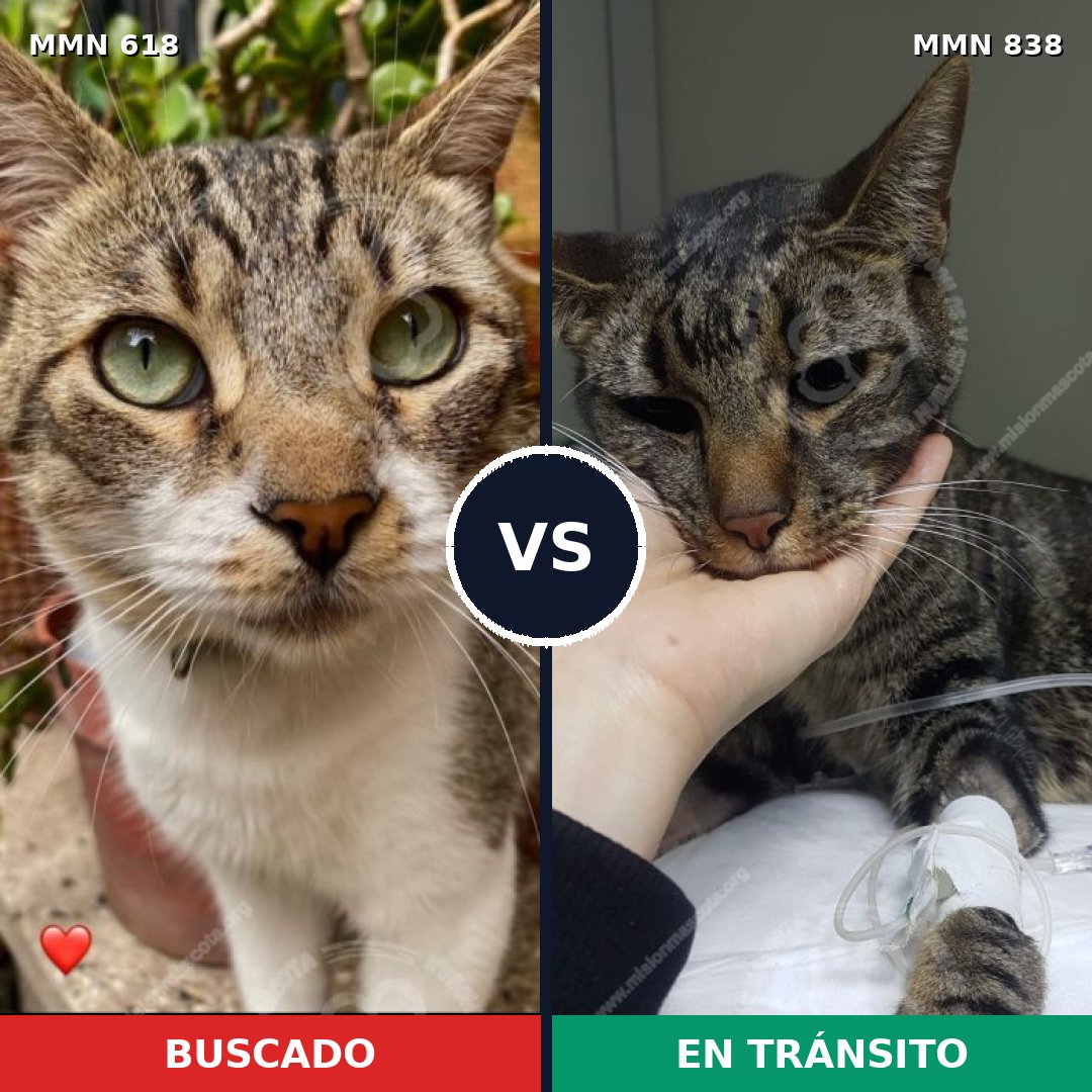 Comparativa MMS 13187: mascota perdida y mascota encontrada, 40% de similitud