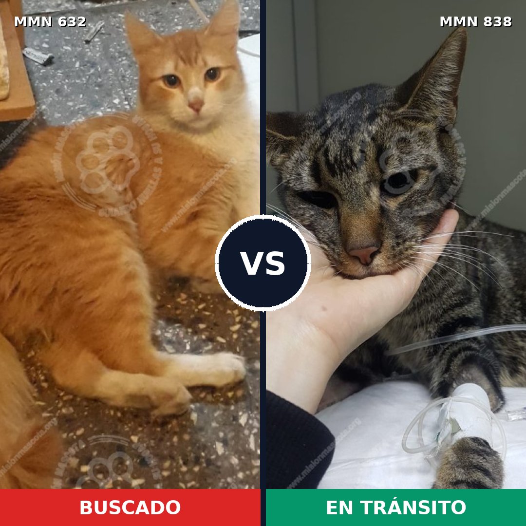 Comparativa MMS 13188: mascota perdida y mascota encontrada, 56% de similitud