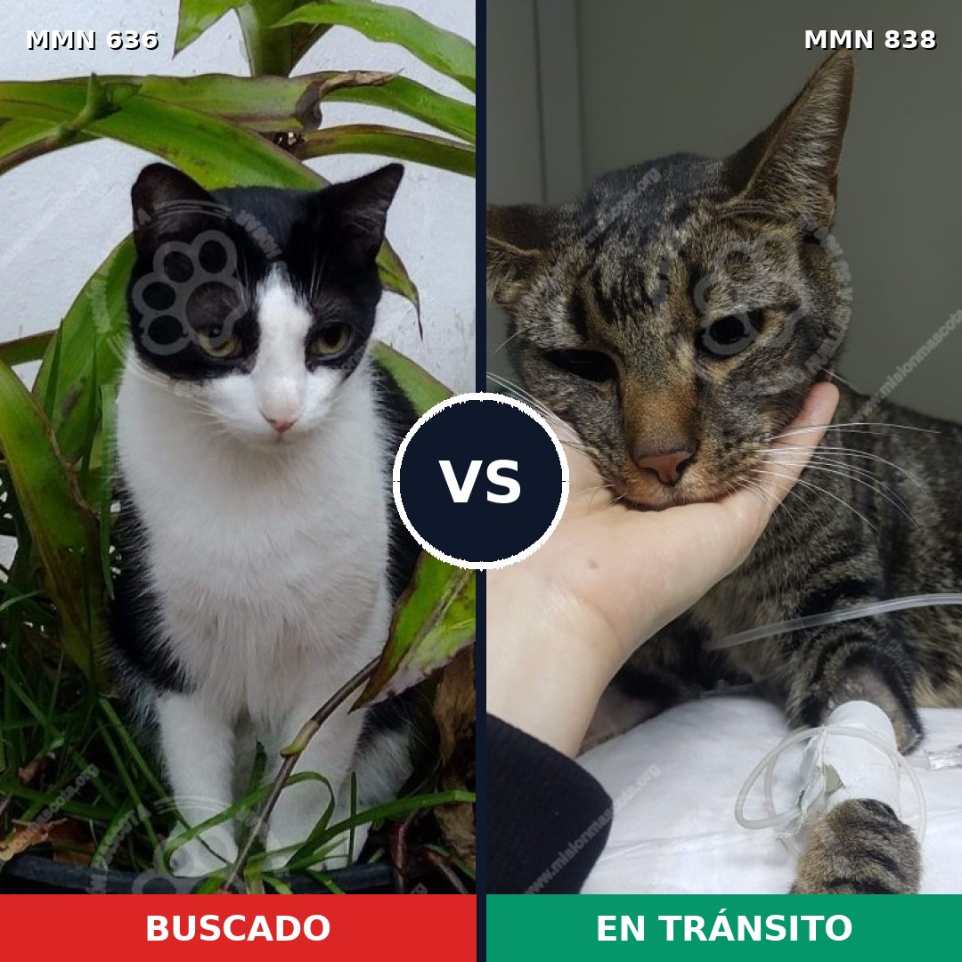 Comparativa MMS 13189: mascota perdida y mascota encontrada, 58% de similitud