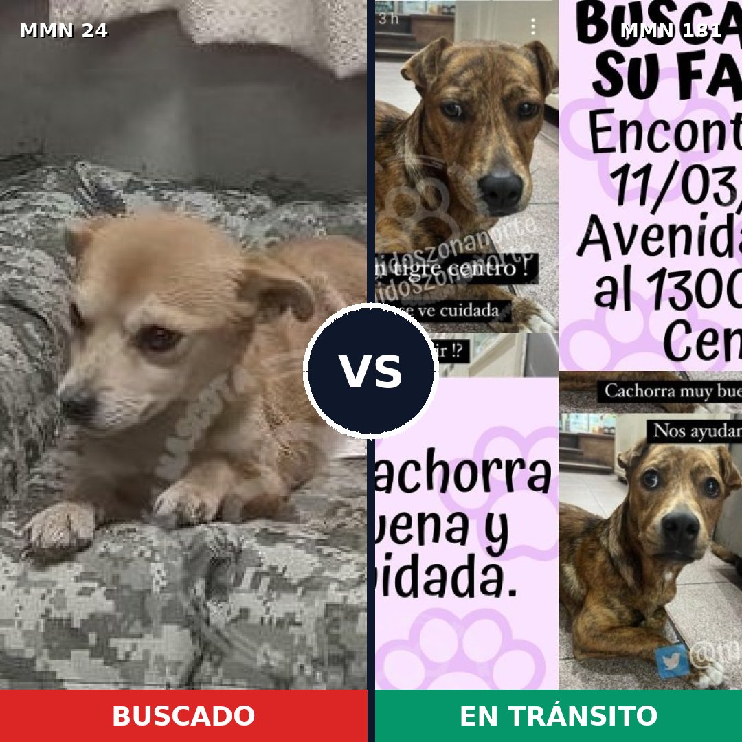 Comparativa MMS 1319: mascota perdida y mascota encontrada, 69% de similitud