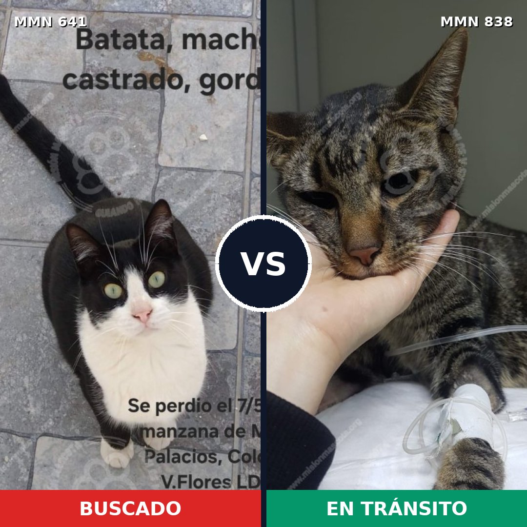 Comparativa MMS 13190: mascota perdida y mascota encontrada, 61% de similitud