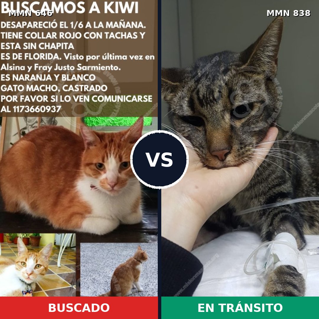 Comparativa MMS 13192: mascota perdida y mascota encontrada, 58% de similitud