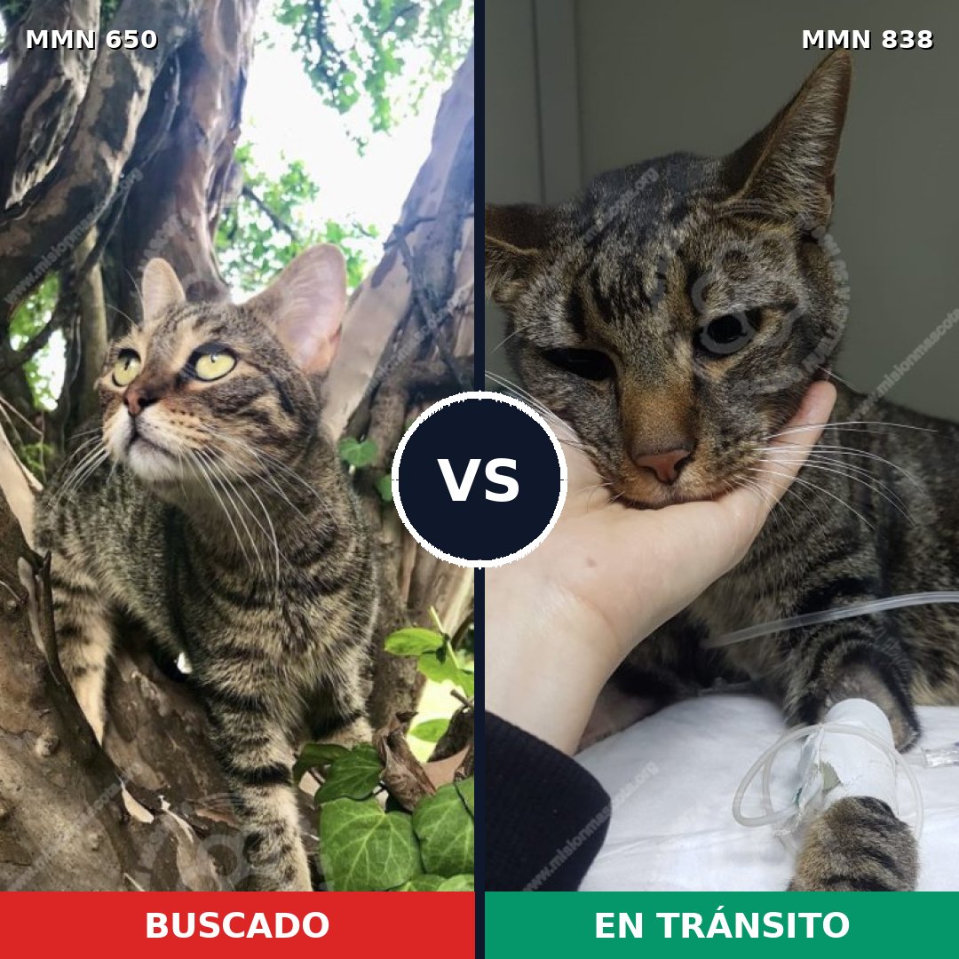 Comparativa MMS 13193: mascota perdida y mascota encontrada, 51% de similitud